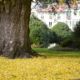 Lawn and Shrub Care Tips for Autumn