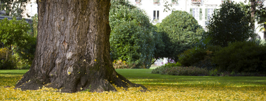 Lawn and Shrub Care Tips for Autumn